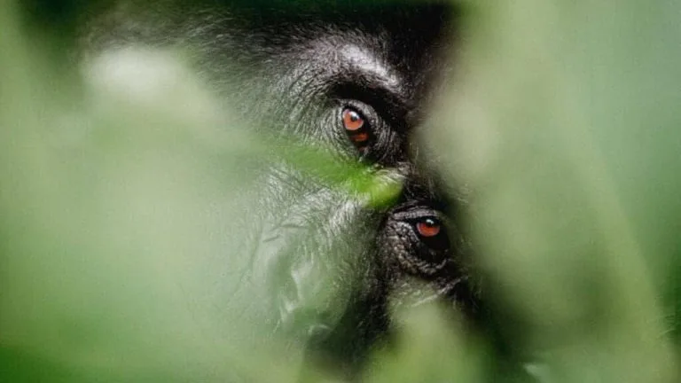 Uganda or Rwanda which country is better for Safari