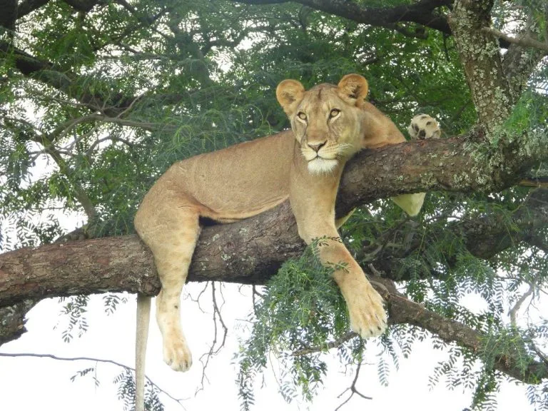 The Tree Climbing Lions of Ishasha in Queen Elizabeth National Park