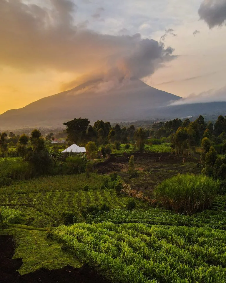 Best Month for Gorilla Trekking in Uganda