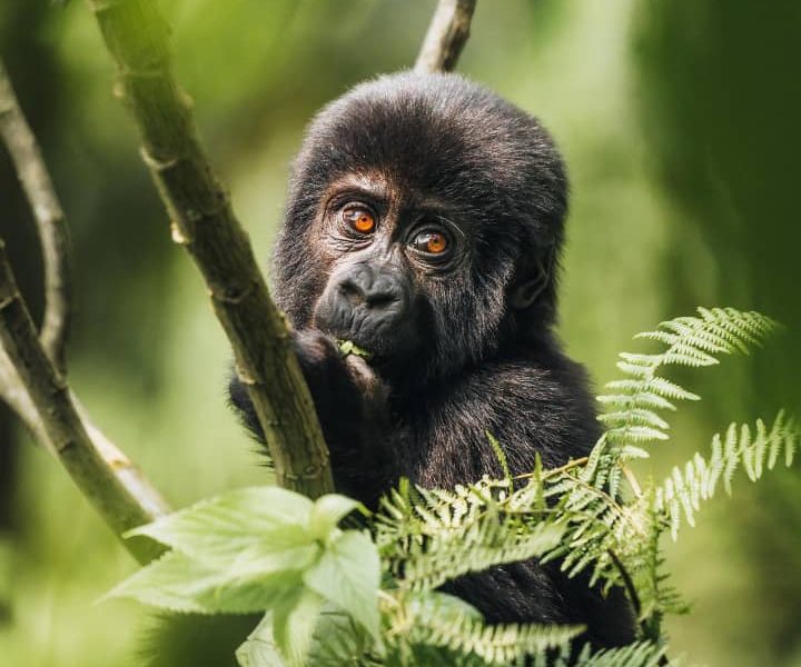 Chances of Seeing Gorillas in Mgahinga National Park