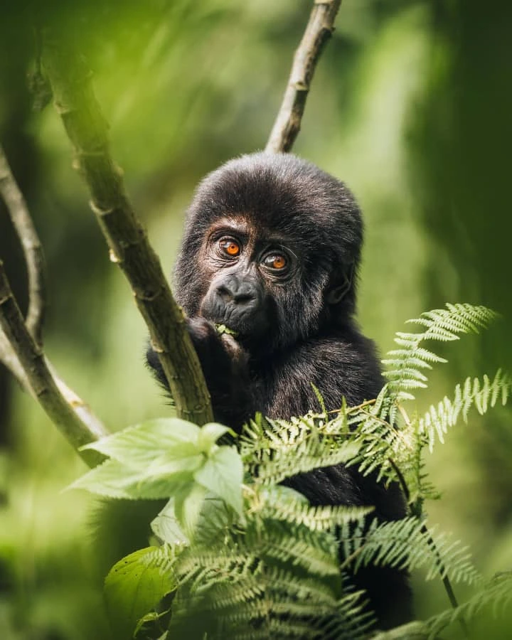 Chances of Seeing Gorillas in Mgahinga National Park