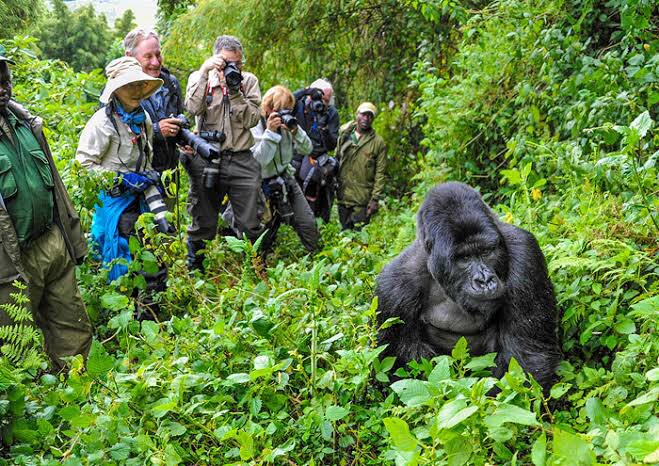 Chances of Seeing Gorillas in Bwindi Impenetrable National Park