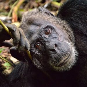 Chimpanzee Trekking In Budongo Forest Reserve