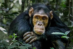 Chimpanzee Habituation in Budongo Forest Reserve