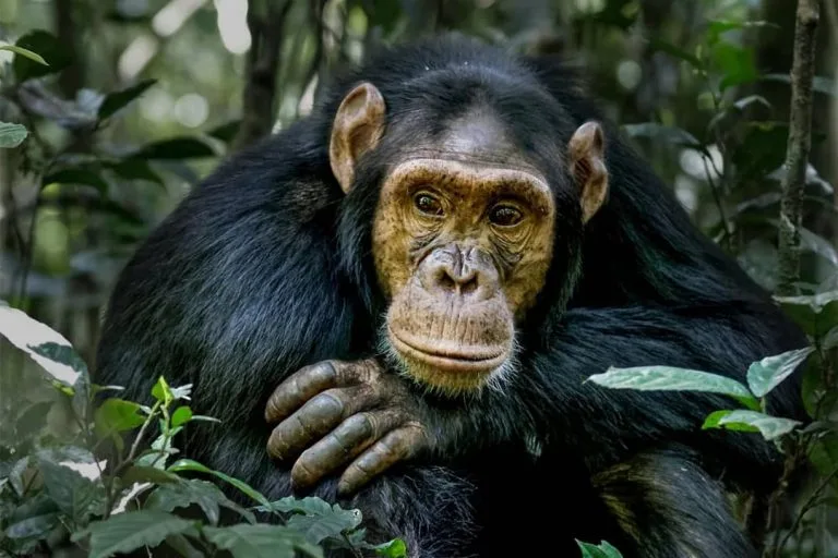 Chimpanzee Habituation in Budongo Forest Reserve