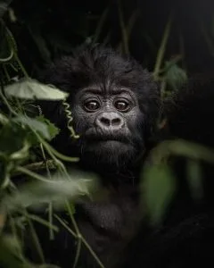 Gorilla Trekking from Nairobi