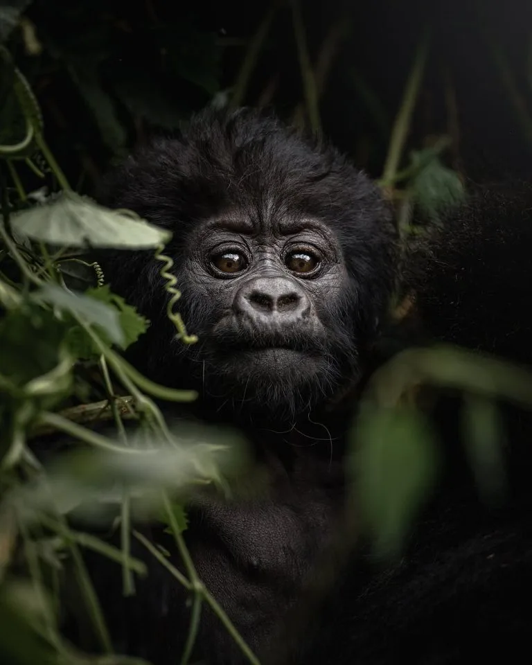 Gorilla Trekking from Nairobi