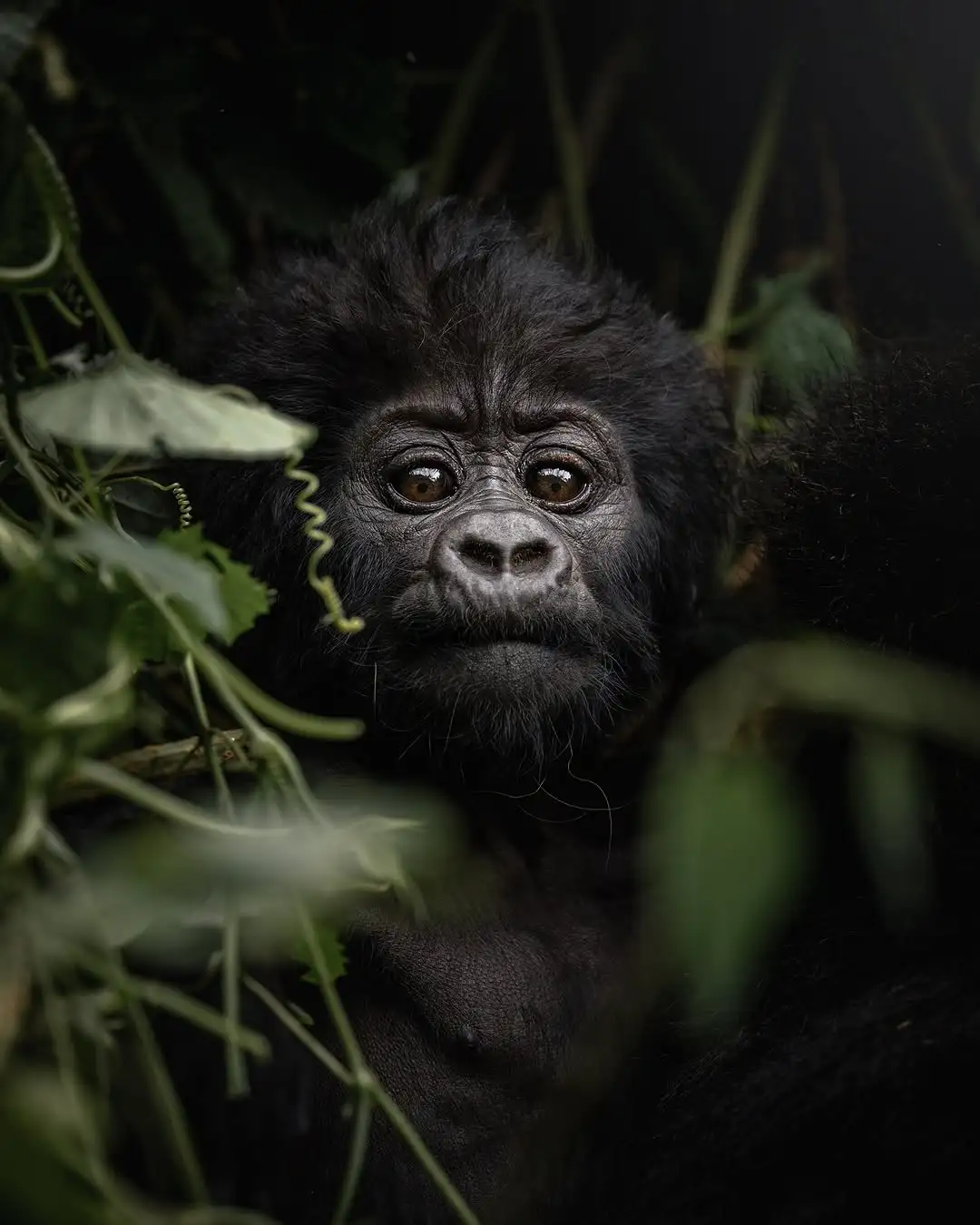 Gorilla Trekking from Nairobi