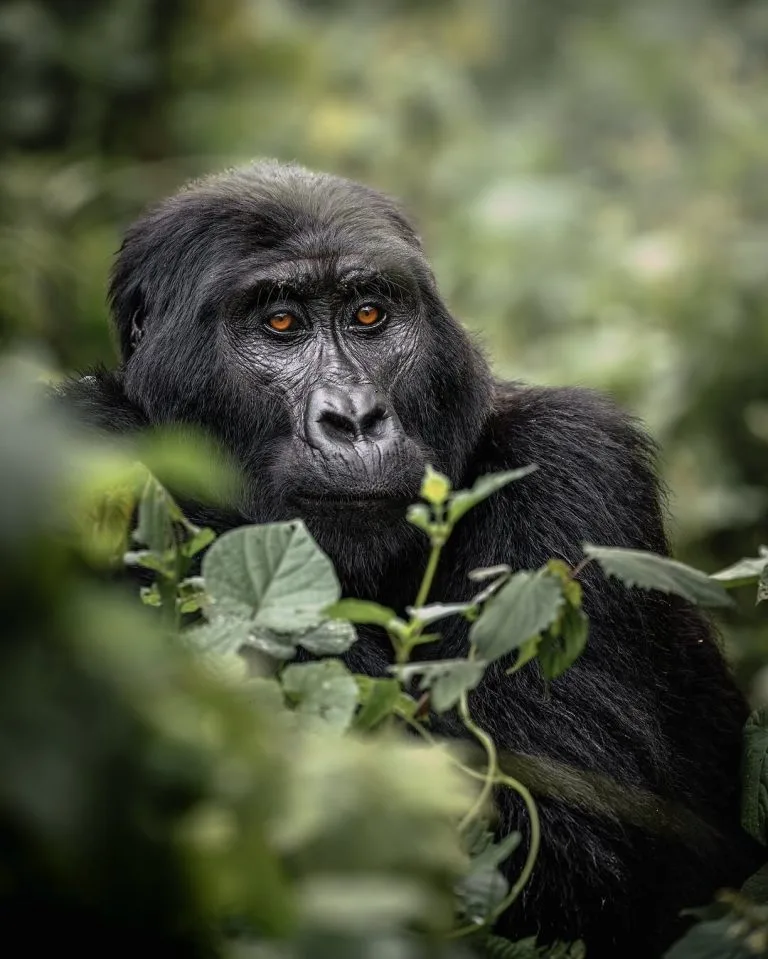 Current Gorilla Trekking Discounts