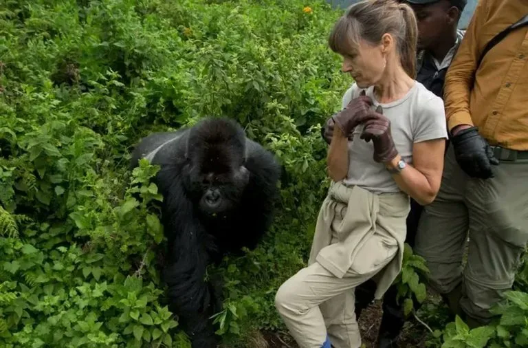Is Gorilla Trekking in Uganda Safe