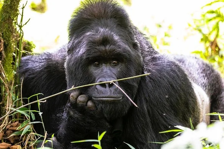 Why is Gorilla Trekking So Expensive