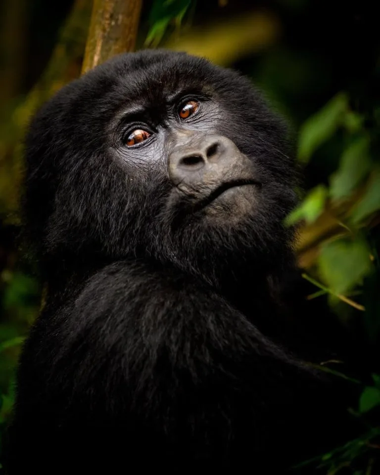 Gorilla Habituation with Gorilla Trekking