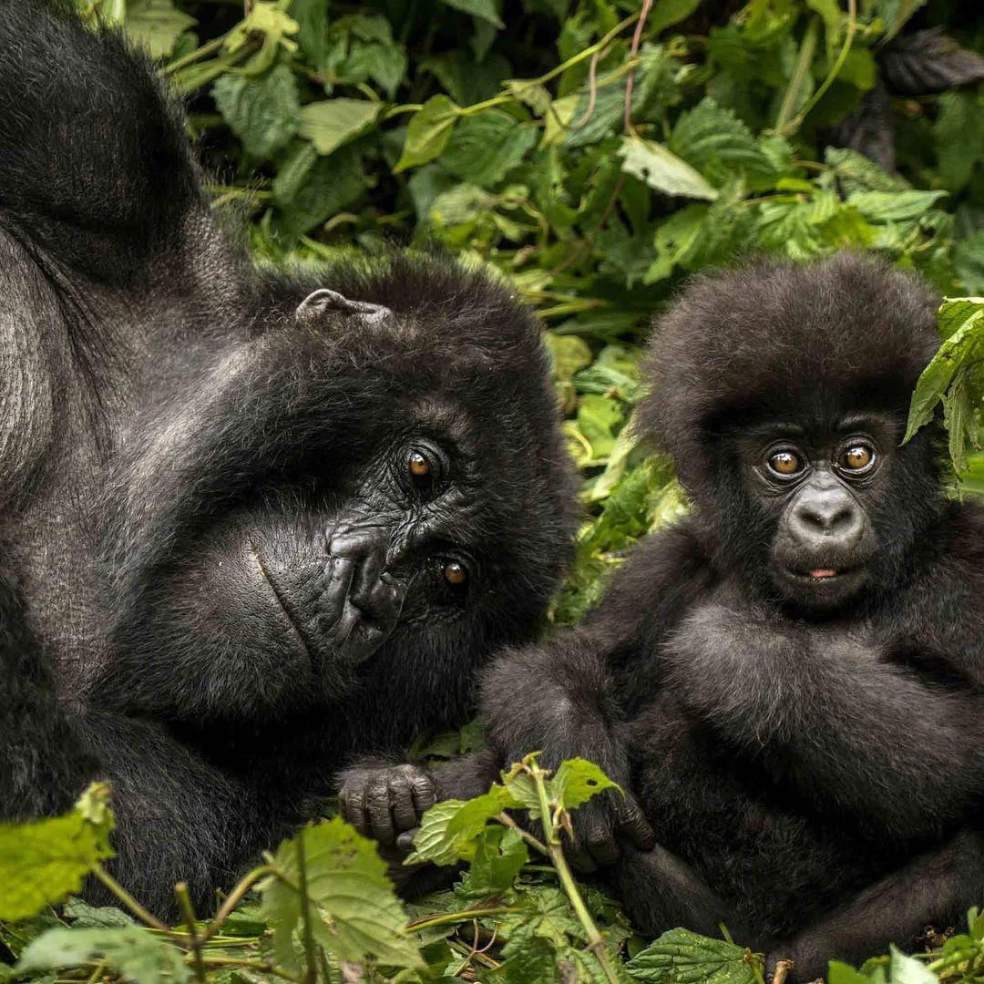 Four Hours Gorilla Trek Vs One Hour Gorilla Trek