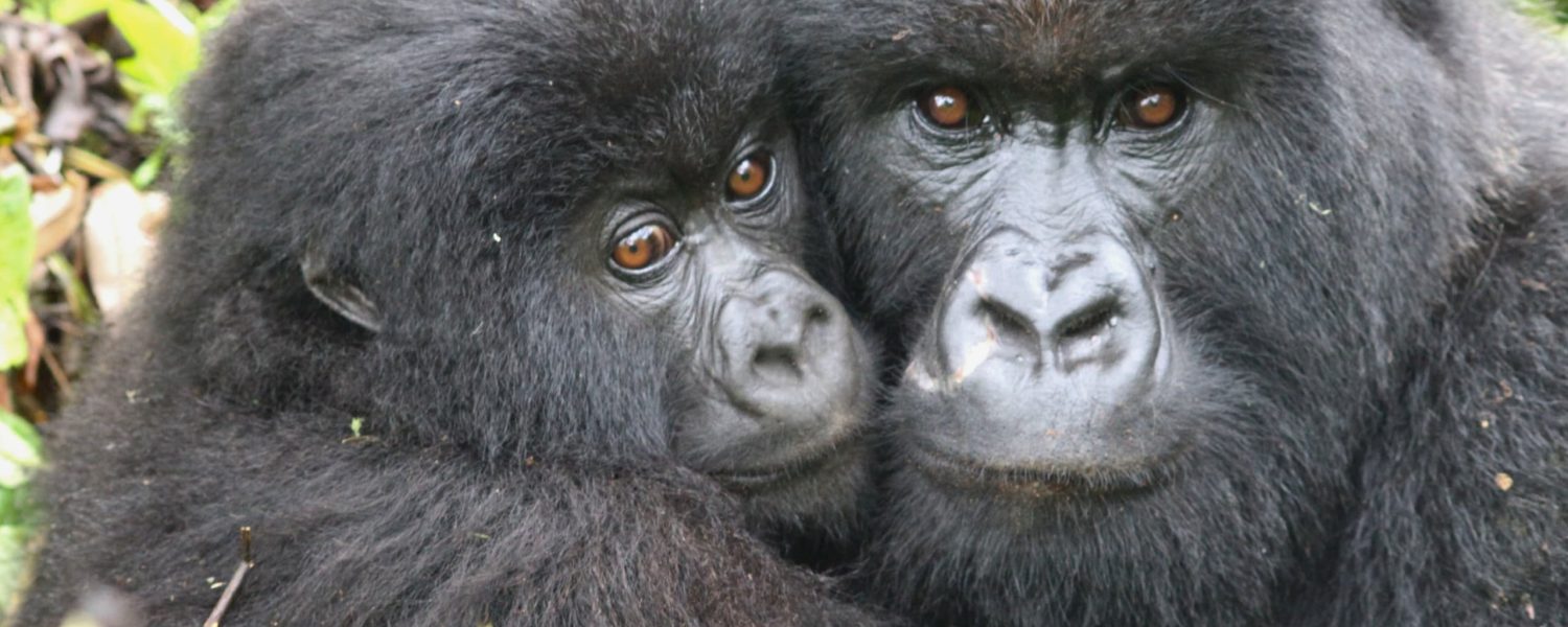 Four Hours Gorilla Trek in Uganda