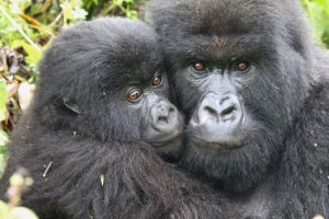 Four Hours Gorilla Trek in Uganda