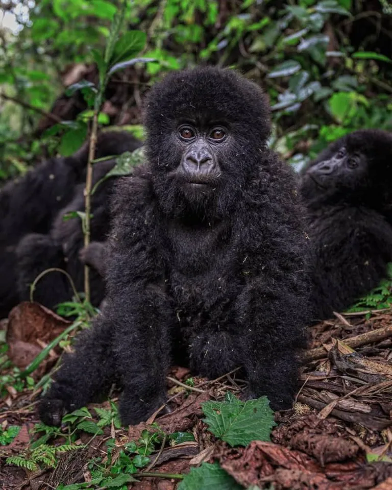 Discounted Rwanda Gorilla Trekking Permits