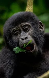 How to Reserve and Pay For Gorilla Trekking Permits in Uganda
