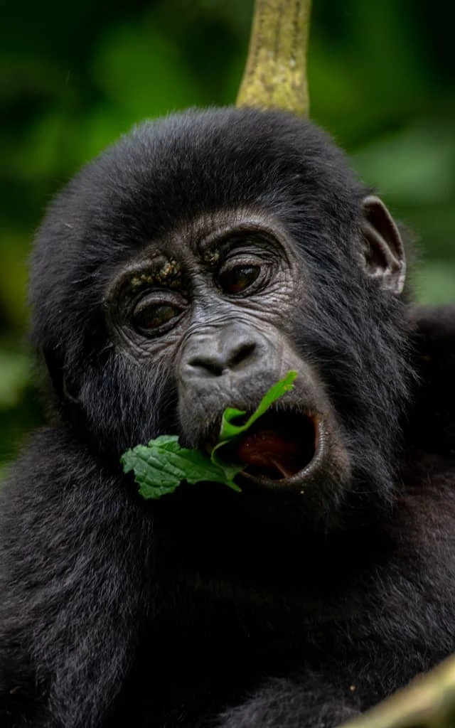 How to Reserve and Pay For Gorilla Trekking Permits in Uganda