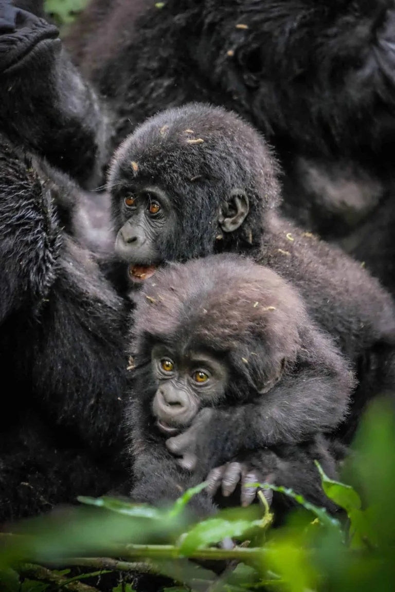 Uganda Over Rwanda For Gorilla Trekking