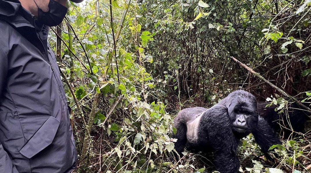 Why Gorilla Trekking is more Expensive in Rwanda than in Uganda