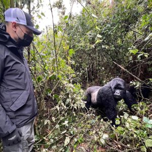 Why Gorilla Trekking is more Expensive in Rwanda than in Uganda