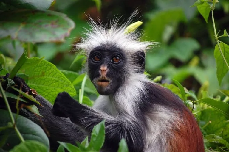 Red Colobus Monkeys in Uganda