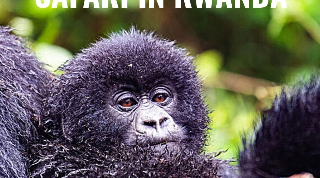 Low Season Rwanda Gorilla Trekking Special Offers