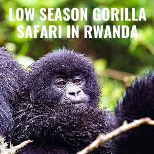 Low Season Rwanda Gorilla Trekking Special Offers