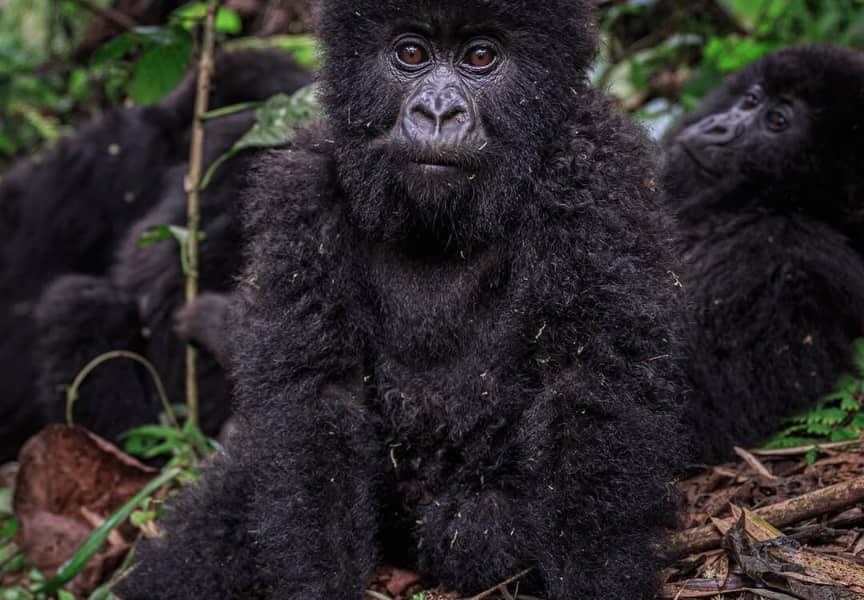 Cost of Gorilla Trekking Permits in Uganda