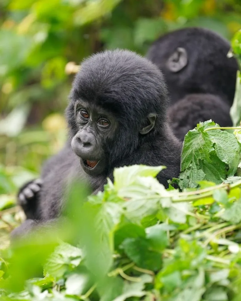 Check Gorilla Permit Availability in Rwanda