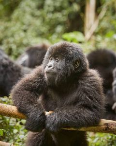 Best Gorilla Tour Deals in Uganda