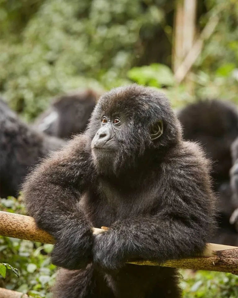 Best Gorilla Tour Deals in Uganda