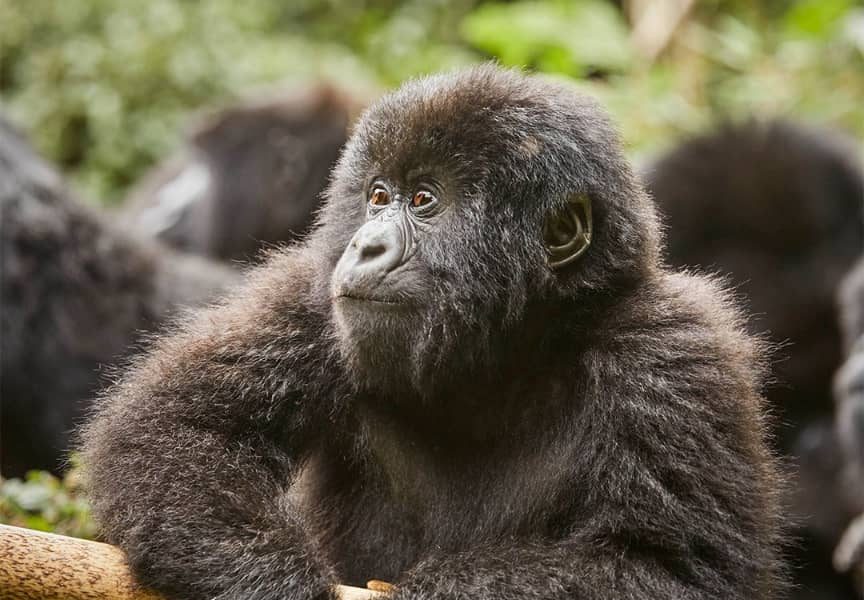 Best Gorilla Tour Deals in Uganda
