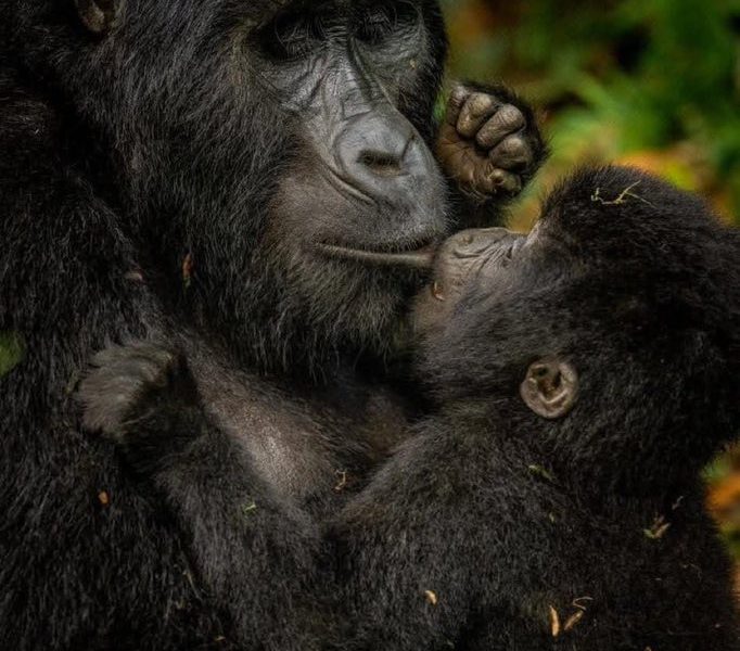Eco Friendly Gorilla Trekking in Uganda