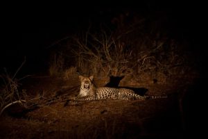 Night Safari Drives in Uganda