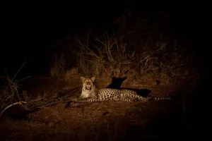 Night Safari Drives in Uganda