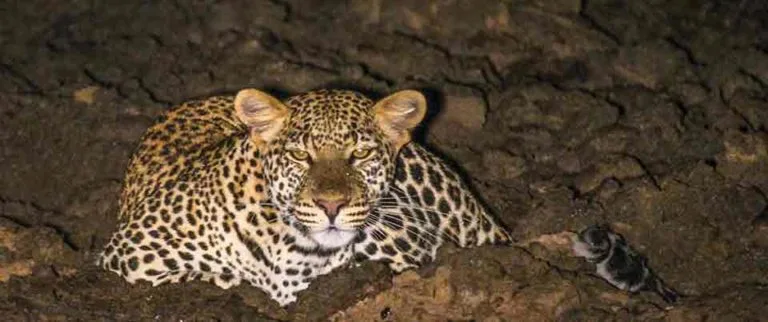 Night Safari Drive in Queen Elizabeth National Park
