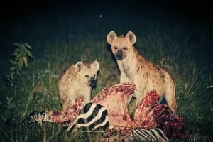Night Safari Drives In Lake Mburo National Park