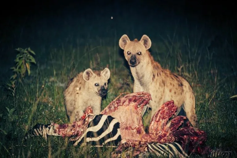 Night Safari Drives In Lake Mburo National Park