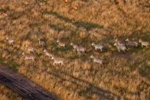 zebra migration in Botswana