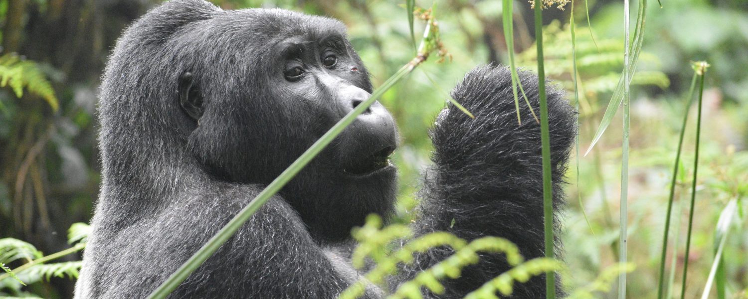 Best Tour to See Gorillas in Uganda