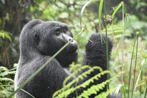 Best Tour to See Gorillas in Uganda