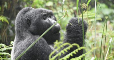 Best Tour to See Gorillas in Uganda