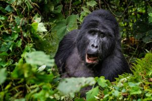 Bwindi Budget Gorilla Safaris