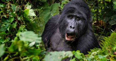 Bwindi Budget Gorilla Safaris