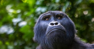 Bwindi Luxury Gorilla Tours