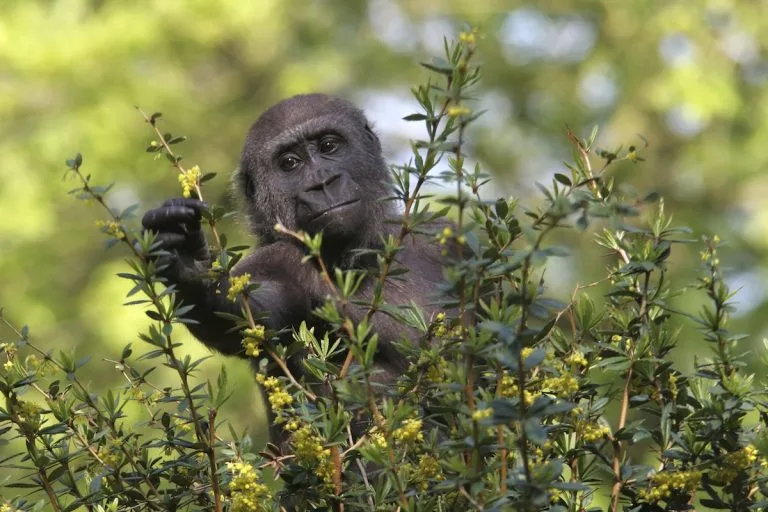 Gorilla Trekking in Autumn