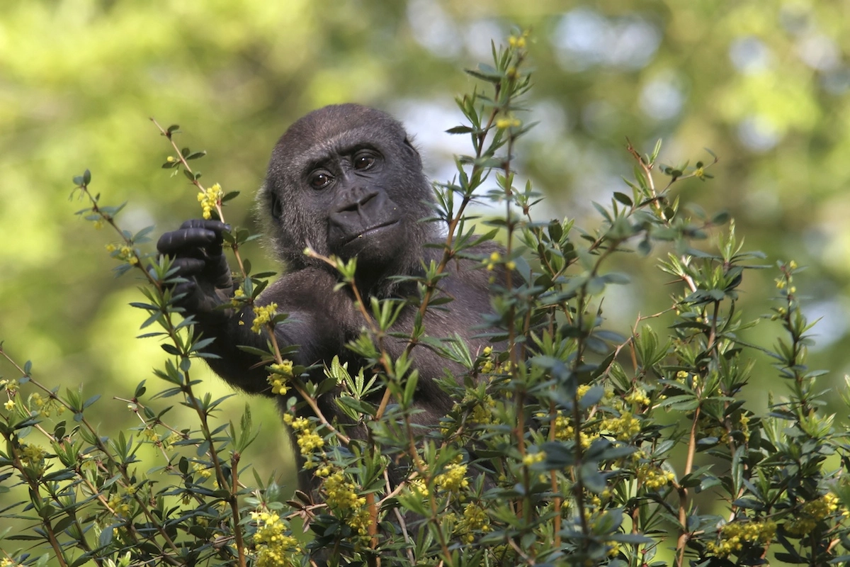 Gorilla Trekking in Autumn