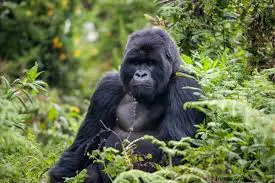 Gorilla Trekking in Autumn