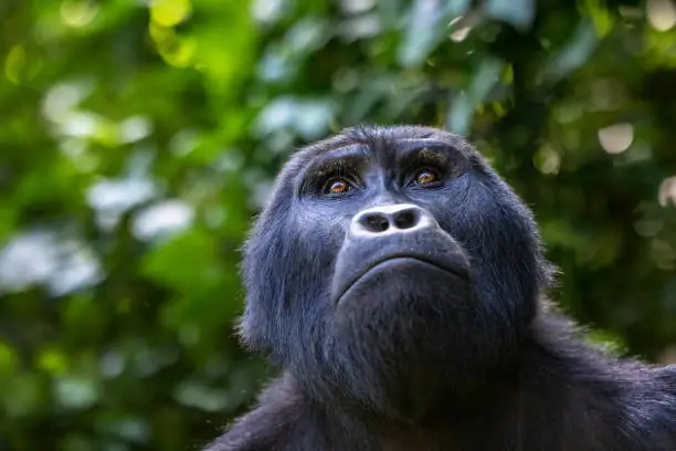 Gorilla trekking on a tight budget